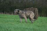 IRISH WOLFHOUND 296